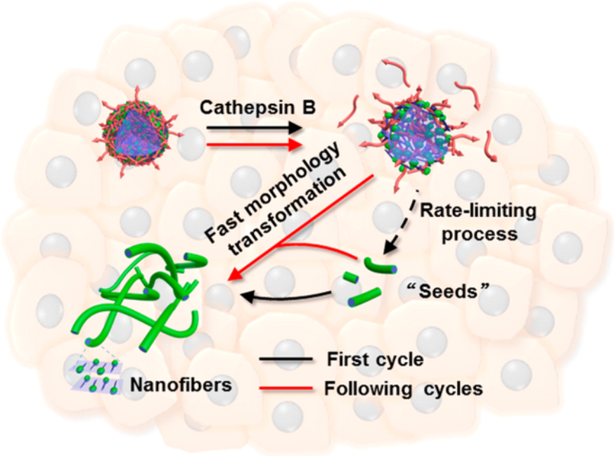 JACS-2019-1.png