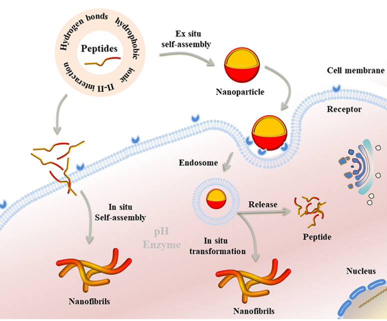 ACS Appl. Bio Mater.png